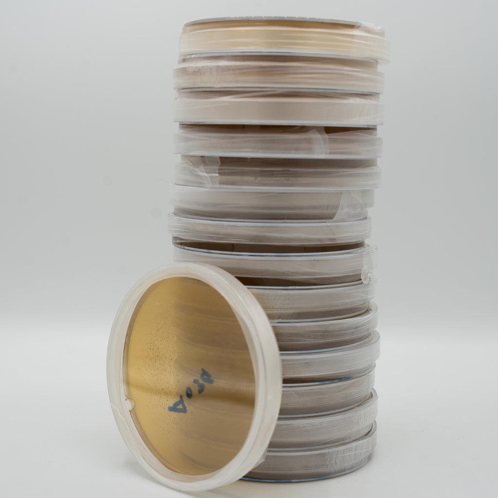 15x Biologische Agar - Malz Petrischalen, vorgegossen und gebrauchsfertig