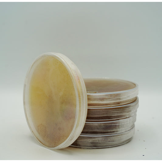 5x Biologische Agar - Malz Petrischalen, vorgegossen und gebrauchsfertig