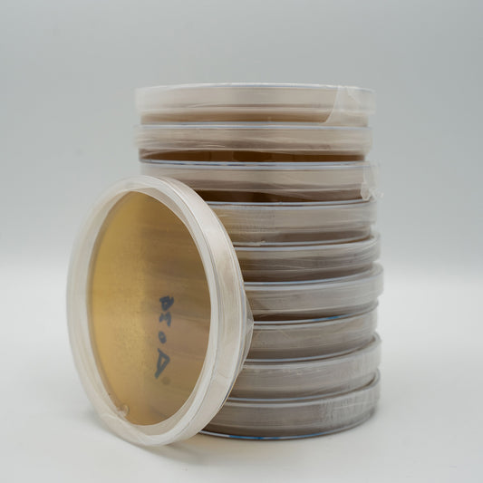 10x Biologische Agar - Malz Petrischalen, vorgegossen und gebrauchsfertig
